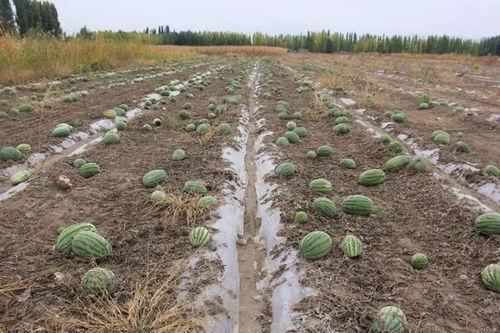 下沉广场吃瓜群,揭秘网络社交的“瓜田”现象