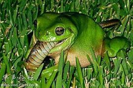 青蛙淡定吃瓜,揭秘动物界的“吃瓜群众”