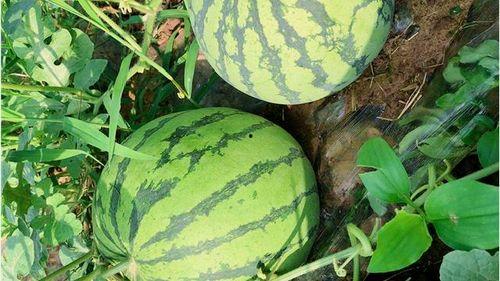 吃瓜热线最新,揭秘娱乐圈最新热点事件