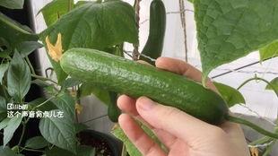 梦见到水里摘瓜吃瓜,水中摘瓜的奇幻之旅