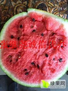 公主岭吃瓜,一场热闹非凡的吃瓜盛宴