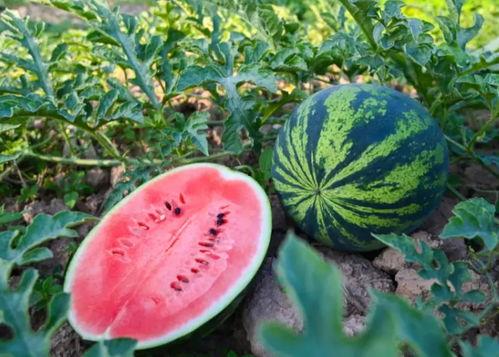 公主岭吃瓜,一场热闹非凡的吃瓜盛宴