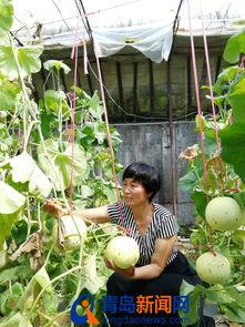 即墨最近吃瓜,最新吃瓜事件大盘点