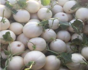 吃籽瓜上火吗,揭秘籽瓜的食用影响