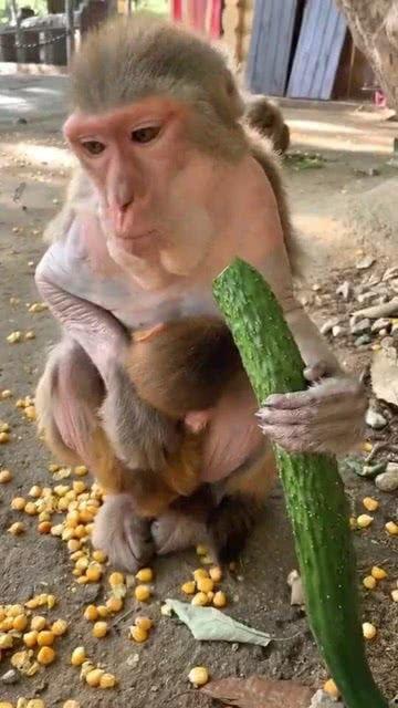 吃蜜瓜的猴子,甜蜜瞬间捕捉