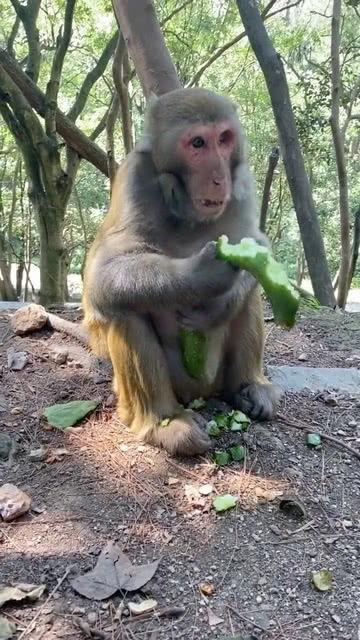 吃蜜瓜的猴子,甜蜜瞬间捕捉
