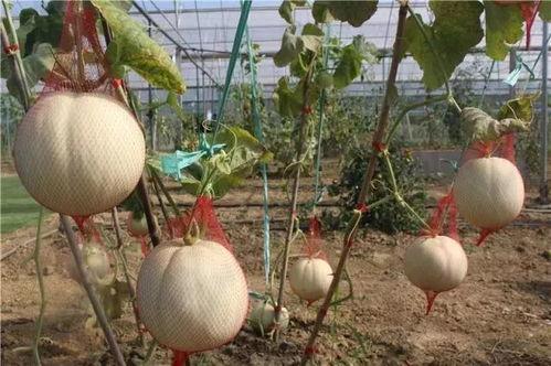 湾瓜咋吃,探索湾瓜的无限可能