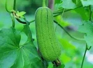 农村秋天吃的瓜,品味农村瓜果的丰收盛宴