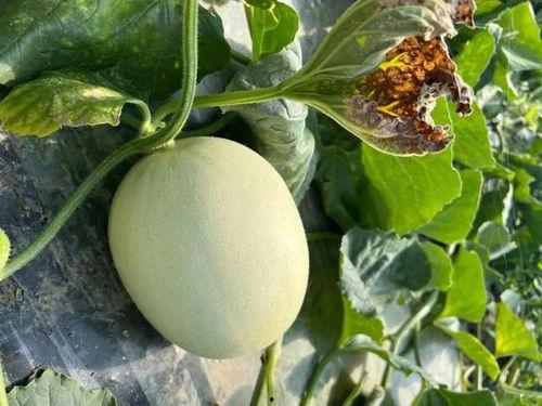 吃景甜蜜瓜的好处,美味与健康双重享受的天然美食