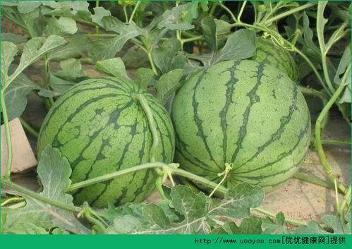 吃景甜蜜瓜的好处,美味与健康双重享受的天然美食