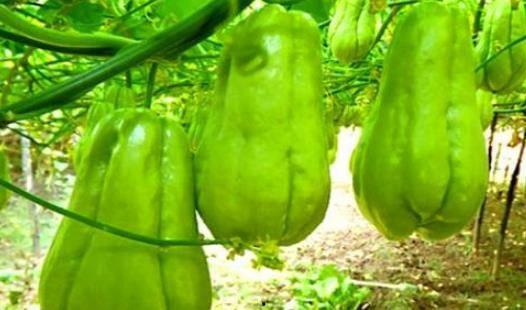 明星吃瓜的食物