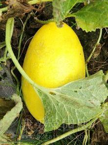 富贵儿吃瓜趣事,一场宫廷盛宴中的欢乐闹剧