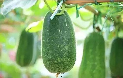 吃瓜种子6,一场关于网络热点的深度探讨