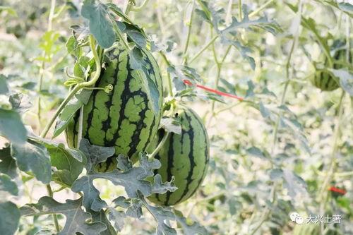 今日吃瓜每日大瓜网红黑料