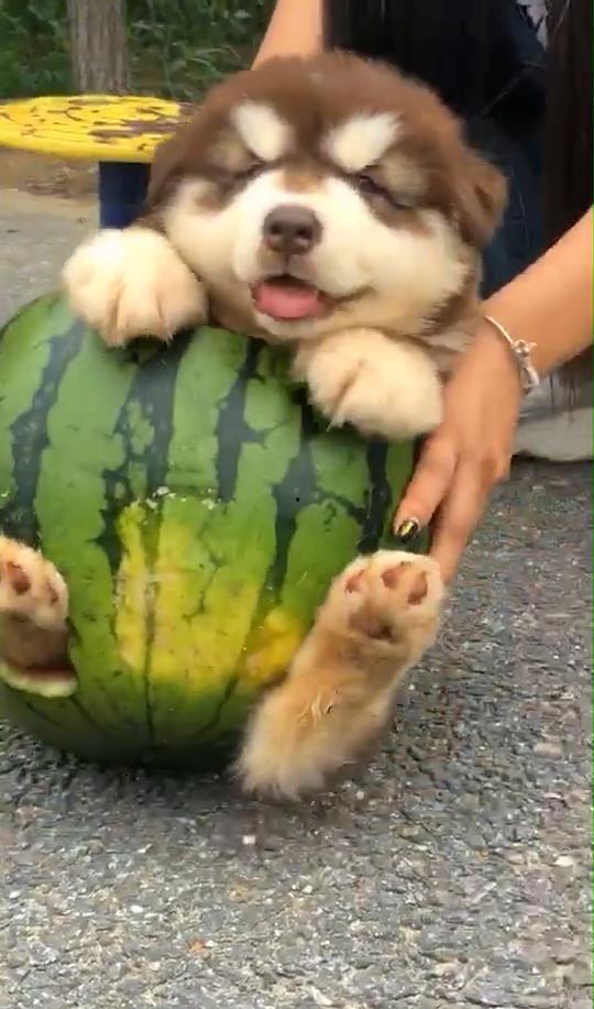 恶狗吃瓜,揭秘娱乐圈的腥风血雨