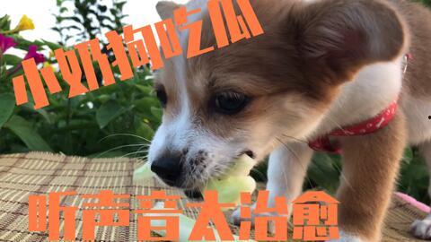 恶狗吃瓜,揭秘娱乐圈的腥风血雨