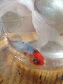 金鱼吃小瓜虫,巧用小瓜虫助力健康养殖