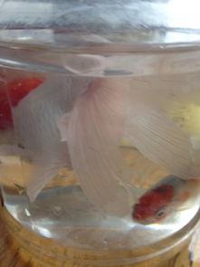 金鱼吃小瓜虫,巧用小瓜虫助力健康养殖