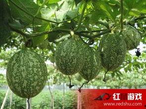 肺癌可以吃吊瓜,吊瓜助力康复之旅