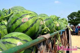 瓜弟的秘密基地吃瓜群,揭秘吃瓜群背后的神秘世界