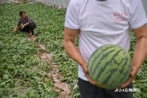 内江吃瓜,探寻吃瓜者的味蕾盛宴