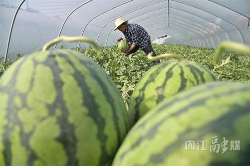 内江吃瓜,探寻吃瓜者的味蕾盛宴