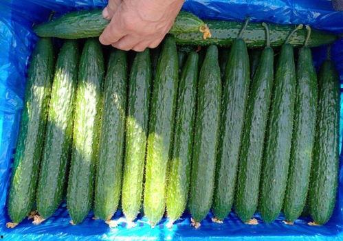 瓜溜子可以吃吗