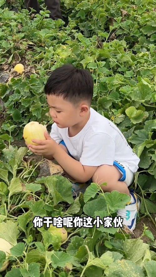 夏天这样吃瓜,这样吃瓜，清凉一夏！