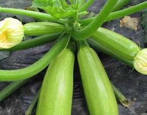 吃瓜不吃嫩瓜儿,品味成熟之美——吃瓜不吃嫩瓜儿