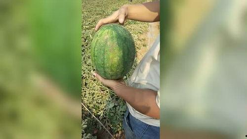 可以用手掏着吃的瓜,手掏瓜果的诱惑之旅