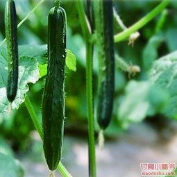 六姑娘吃瓜日常,揭秘娱乐圈幕后故事