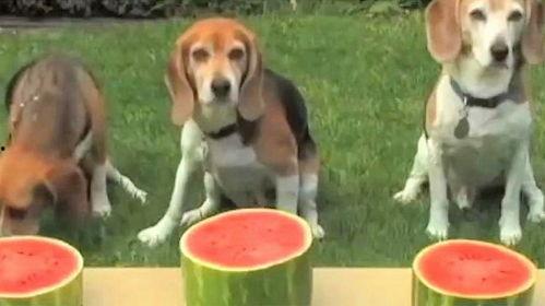 狗吃瓜视频大全