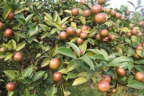 吃瓜油茶,探寻吃瓜油茶的独特魅力与制作工艺