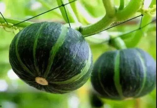 贝贝难瓜怎么吃,贝贝难瓜的多样食法探索