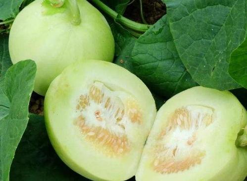 减肥可以吃的瓜