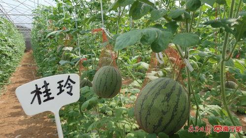 吃瓜王俏俏南宁