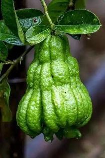 专业吃瓜户直播,带你领略网络娱乐新风向  第3张